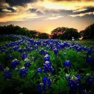 Texas Proud. Serving Decatur, Bowie, Alvord, Sunset, Chico, Bridgeport, Runaway Bay, Paradise, Argyle, Boyd, and Azle