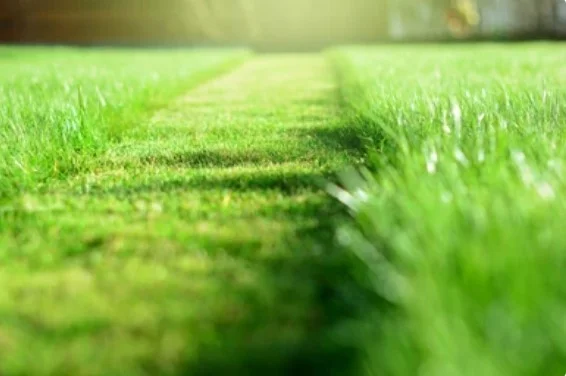 Providing lawn care and lawn maintenance including weed pulling and hedge trimming.